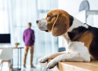 Le statut Dogfriendly, l’un des facteurs bien-être être chez dentsu