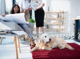 Les animaux de compagnie, de véritables atouts pour l’entreprise ! Depositphotos_ ArturVerkhovetskiy