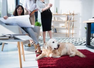 Les animaux de compagnie, de véritables atouts pour l’entreprise ! Depositphotos_ ArturVerkhovetskiy