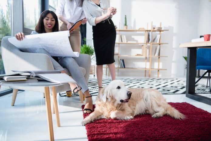 Les animaux de compagnie, de véritables atouts pour l’entreprise ! Depositphotos_ ArturVerkhovetskiy