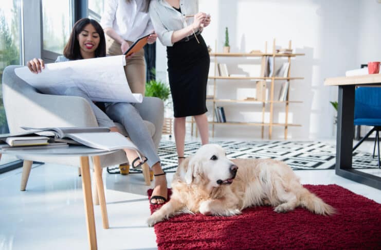 Les animaux de compagnie, de véritables atouts pour l’entreprise ! Depositphotos_ ArturVerkhovetskiy